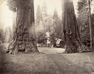 Sentinels, 315 jalkaa, Yosemite, n. 1872, painettu n. 1876. tekijältä Carleton Emmons Watkins