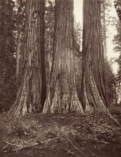 The Three Graces, 272 jalkaa, 1865-66, painettu n. 1876. tekijältä Carleton Emmons Watkins