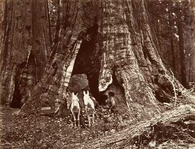 Kolmijalka, ympärysmitta 94 jalkaa, 1865-66, painettu n. 1876. tekijältä Carleton Emmons Watkins