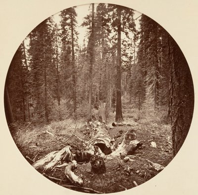 [Yosemiten kansallispuisto, Kalifornia], n. 1878. tekijältä Carleton Emmons Watkins