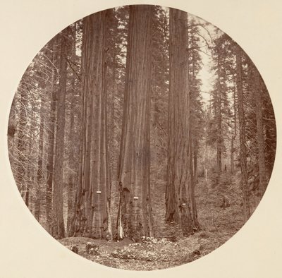 [Yosemiten kansallispuisto, Kalifornia], n. 1878. tekijältä Carleton Emmons Watkins