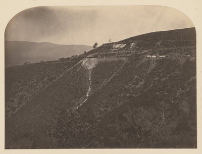 (Pine Tree Mine) tekijältä Carleton Watkins