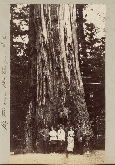 Big Trees near Monteray [sic] - Cal. tekijältä Carleton Watkins
