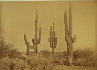 [Kaktus, Arizona - Cereus Giganteus] tekijältä Carleton Watkins