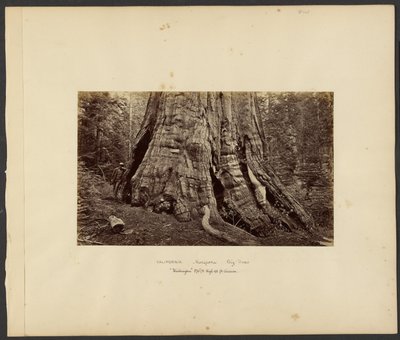 [Kalifornia - Mariposa Big Trees, "Washington" 270 jalkaa korkea, 92 jalkaa ympärysmitta.] tekijältä Carleton Watkins