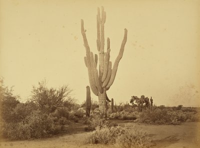  tekijältä Carleton Watkins