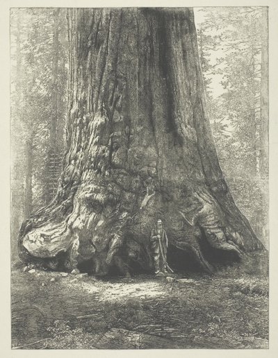 Jäljennös Carleton Watkinsin kirjasta "Galen Clark ennen grizzlyjättiläistä". tekijältä Carleton Watkins