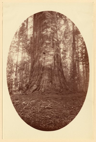 [Empire State Calaveras Grove] tekijältä Carleton Watkins