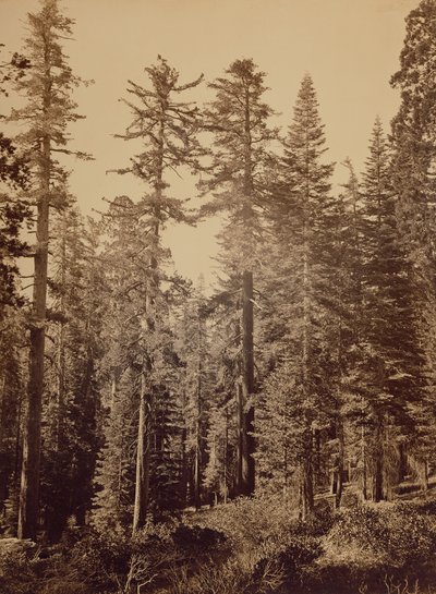 [Metsäkuva] / [Sokerimännyt] tekijältä Carleton Watkins