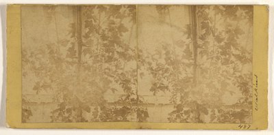 [Viiniköynnöksiä] tekijältä Carleton Watkins