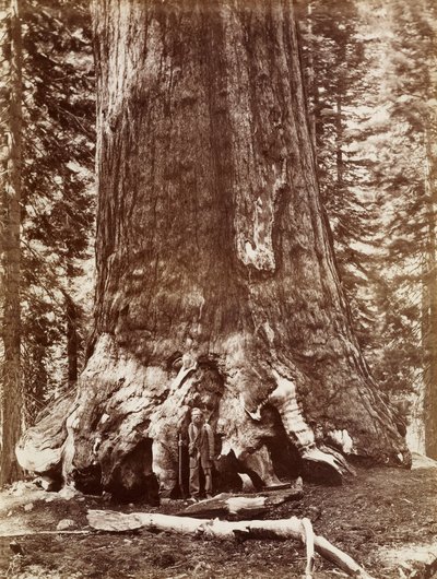 Grizzly Giant Halkaisija 33 Ft. Mariposa Grove tekijältä Carleton Watkins