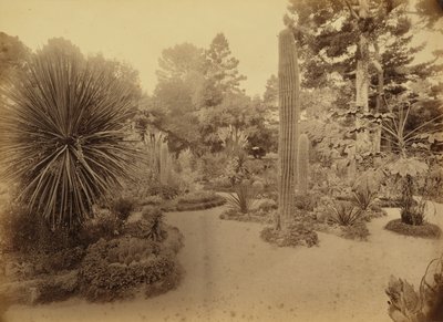 [Monterey, Kalifornia. Arizona Garden, Hotel Del Monte]. tekijältä Carleton Watkins