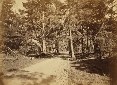 [Monterey, Kalifornia. Moss Avenue, 18 Mile Drive.] tekijältä Carleton Watkins