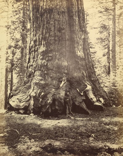 [Grizzly Giantin osa] tekijältä Carleton Watkins