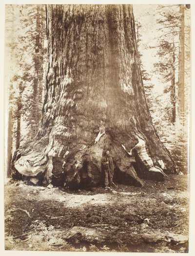 Grizzly Giantin osa Galen Clarkin kanssa, Mariposa Grove, Yosemite tekijältä Carleton Watkins
