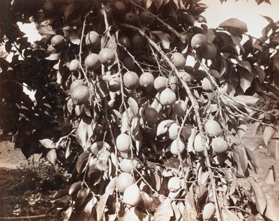 Nimetön [hedelmä puun päällä] tekijältä Carleton Watkins