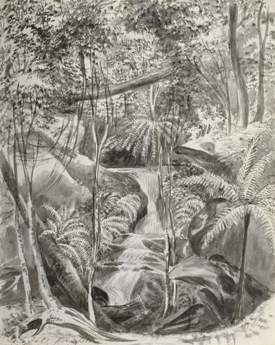 Viidakkotutkimus, 1800-luku tekijältä Caroline Louisa Meredith