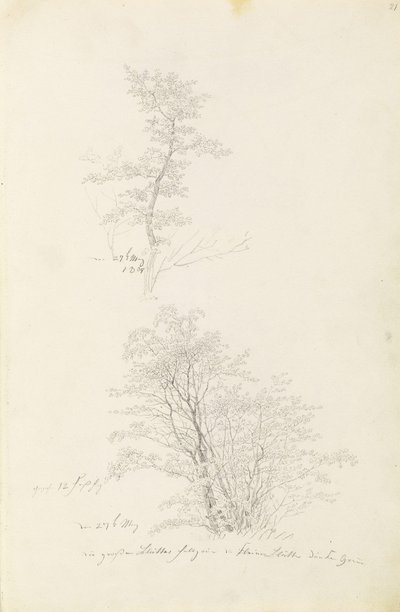 Ryhmä nuoria puita tekijältä Caspar David Friedrich