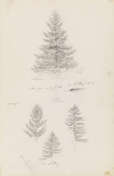 Kuusi ja kolme tutkimusta kuusesta tekijältä Caspar David Friedrich