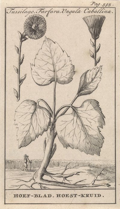 Coltsfoot yskänyrtti Tussilago, Farfara, Ungula Caballina / Hoof Leaf, Yskäyrtti (otsikko esineessä) tekijältä Caspar Luyken
