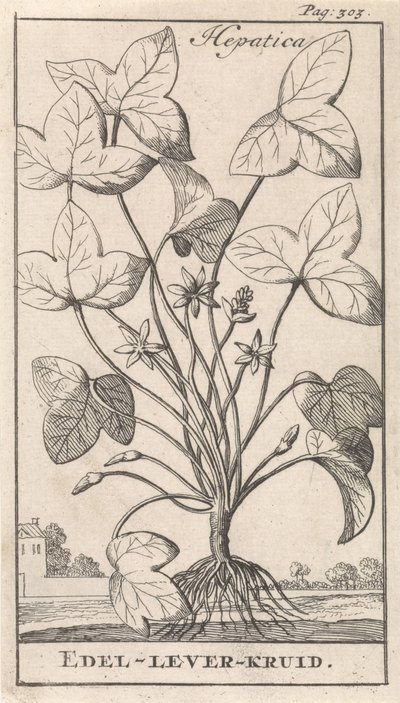 maksan yrtti Hepetica / Noble-Liver-Herb (otsikko esineessä) tekijältä Caspar Luyken
