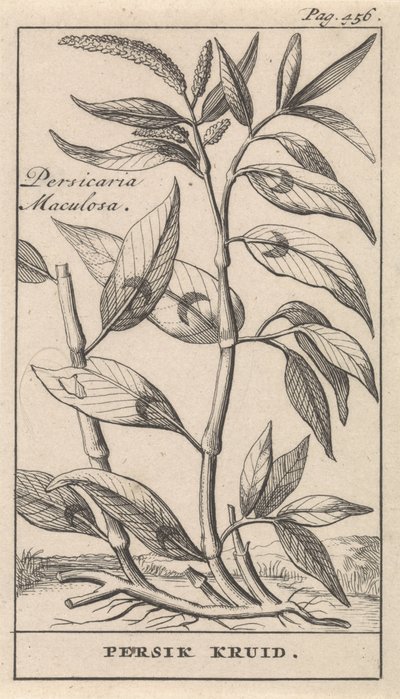 persikka mauste Persicaria Maculosa / Persik Herb (otsikko esineessä) tekijältä Caspar Luyken