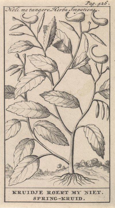 kevät yrtti Noli me tangere, Herba Impatiens / Kruidje ei sekoittele minua. Kevätyrtti (otsikko esineessä) tekijältä Caspar Luyken