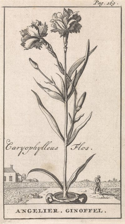 Nimilehti ja kahdeksan kukkakuvaa Anjelier Caryophylleus Flos / Angelier. Ginoffel (otsikko esineessä) tekijältä Caspar Luyken