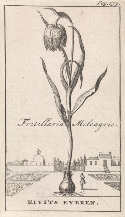 Nimilehti ja kahdeksan kukkakuvaa Kievitsbloem Fritillaria Meleagris / Kivits Eyeren (otsikko esineessä) tekijältä Caspar Luyken