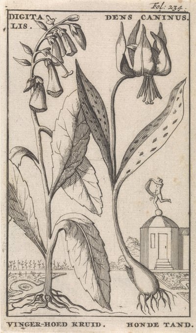Nimilehti ja kahdeksan kukkakuvaa Foxglove ja koiran hammas digitalis. Dens Caninus / Finger-hat Herb. Koiran hammas (otsikko esineessä) tekijältä Caspar Luyken