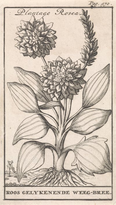 Nimilehti ja kahdeksan kukkakuvaa Weegbree Plantago Rosea / Roos gelykenende Weeg-bree (otsikko esineessä) tekijältä Caspar Luyken