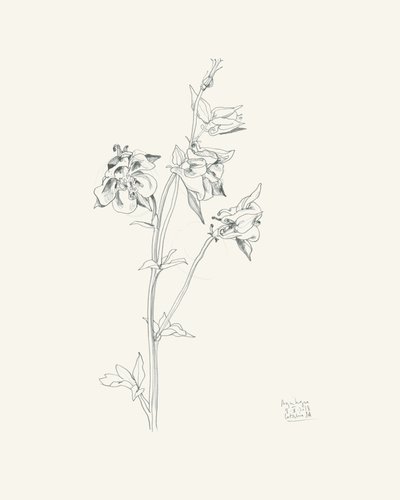 Columbine-kukan luonnos tekijältä Catalina Somolinos