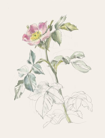 Hellävarainen vaaleanpunainen villiruusu tekijältä Catalina Somolinos