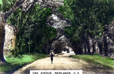 Oak Avenue, Newlands, Johannesburg, Gauteng, Etelä-Afrikka, 1920-luku. tekijältä Cavenders Ltd