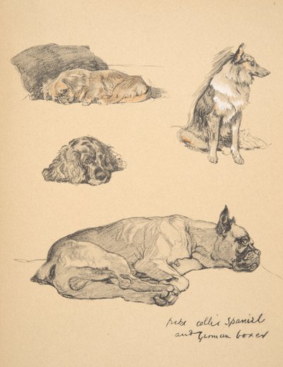 Peke, collie, spanieli ja saksalainen nyrkkeilijä, 1930, Kuvituksia hänen luonnoskirjastaan "Just among Friends", Aldin, Cecil Charles Windsor (1870-1935), julkaisijat Eyre ja Spottiswoode Limited, 1934, C tekijältä Cecil Charles Windsor Aldin