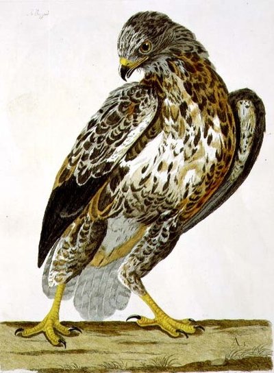 Buzzard (Buteo buteo) -levy julkaisusta "The British Zoology, Class II: Birds", kaiverrus Peter Mazell (fl.1761-97) 1766 (kaiverrus) tekijältä Charles (after) Collins