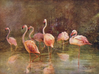 Flamingot (väri litho) tekijältä Charles (after) Whymper