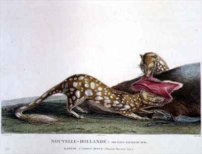 Dasyurus Macrourus, pitkähäntäinen Dasyure, New South Walesista, New Hollandista, levy 33 julkaisusta "Voyage of Discovery to Australian Lands", kaivertanut Canu, pub. 1800-04 (värinen kaiverrus) tekijältä Charles Alexandre (after) Lesueur