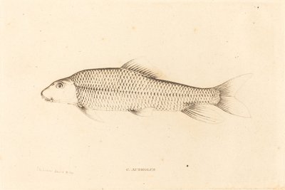 C. Aureolus tekijältä Charles Alexandre Lesueur