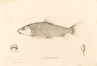 C. Macrolepidotus tekijältä Charles Alexandre Lesueur