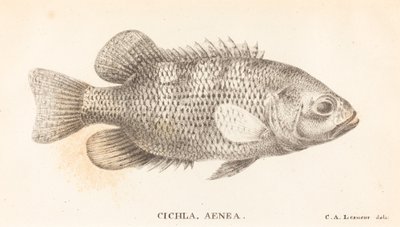 Cichla, Aeneas tekijältä Charles Alexandre Lesueur