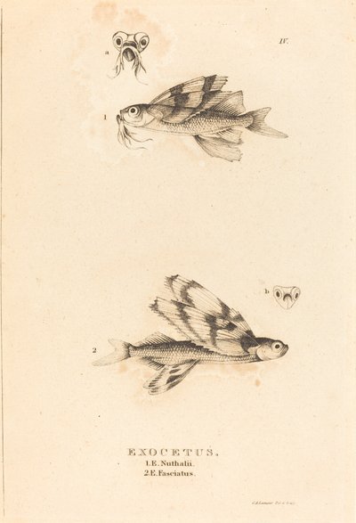 Exocetus tekijältä Charles Alexandre Lesueur