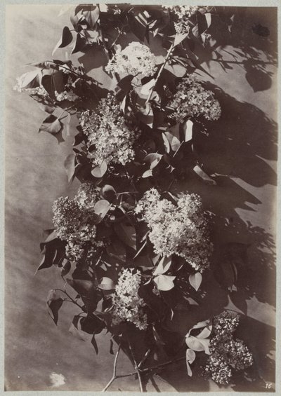 Estudi de flors amb acabat de branques tekijältä Charles Aubry (manner of)