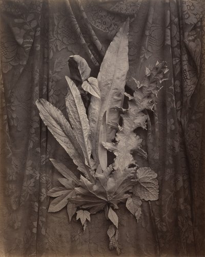 [An Arrangement of Tobacco Leaves and Grass] tekijältä Charles Aubry
