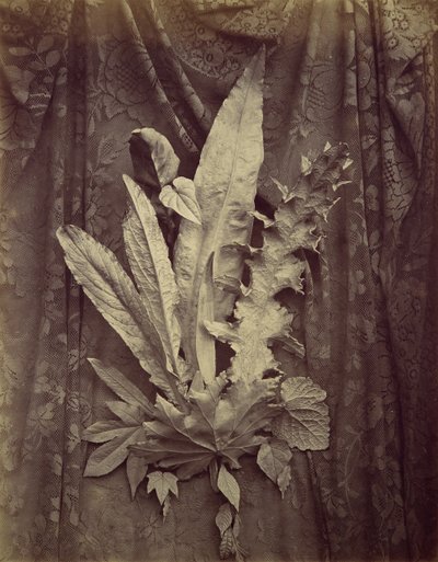 [Study of Leaves on a Background of Floral Lace], 1864. tekijältä Charles Aubry