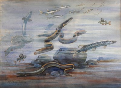 Merikalat, n. 1907 (akvarelli) tekijältä Charles Bernier