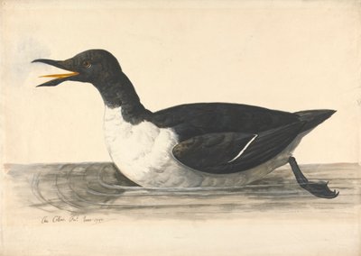 A William, kesäkuu 1742 tekijältä Charles Collins