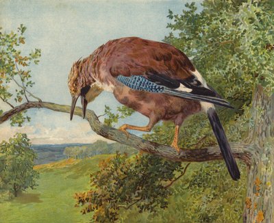 Euraasian Jay (chromolitho) tekijältä Charles Collins