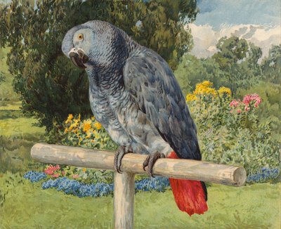 Harmaa papukaija (chromolitho) tekijältä Charles Collins