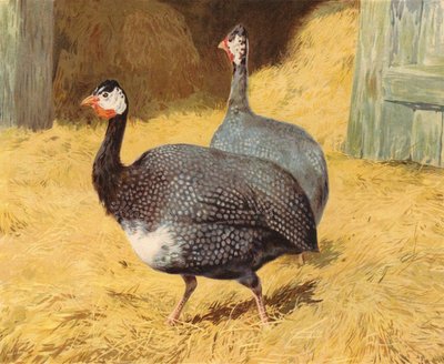 Helmikana (chromolitho) tekijältä Charles Collins